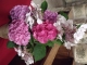 Photo suivante de La Chaize-le-Vicomte Quelques fleurs pour la fête des papas