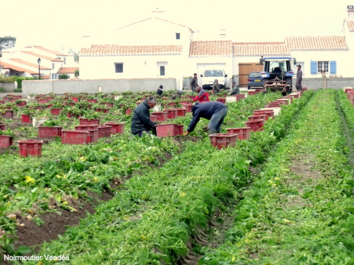 Récolte de la Bonotte Pomme de terre primeur récoltée a la main - Noirmoutier-en-l'Île