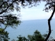 Photo suivante de Noirmoutier-en-l'Île Balade entre les chênes verts et les mimosas