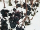 Photo suivante de Bonneil raisin d'hiver