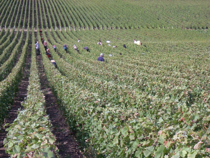 Vendanges 2009 - Gland