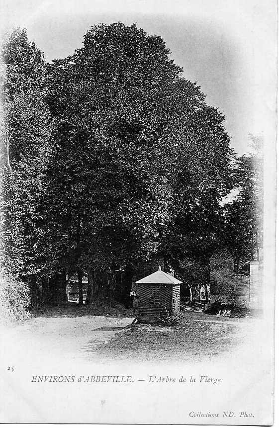 Vers 1910, L'arbre de la Vierge (carte postale ancienne). - Abbeville