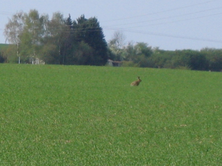 Vue du plateau avec un lièvre - Hangest-sur-Somme