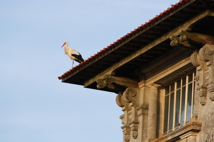 Une cigogne fait une halte sur la tour du Château - Archiac