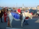 Parade de Noel Petit chien et cheval