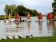 Photo suivante de Saint-Fort-sur-Gironde pleins-de-petits-canards à Port-Maubert