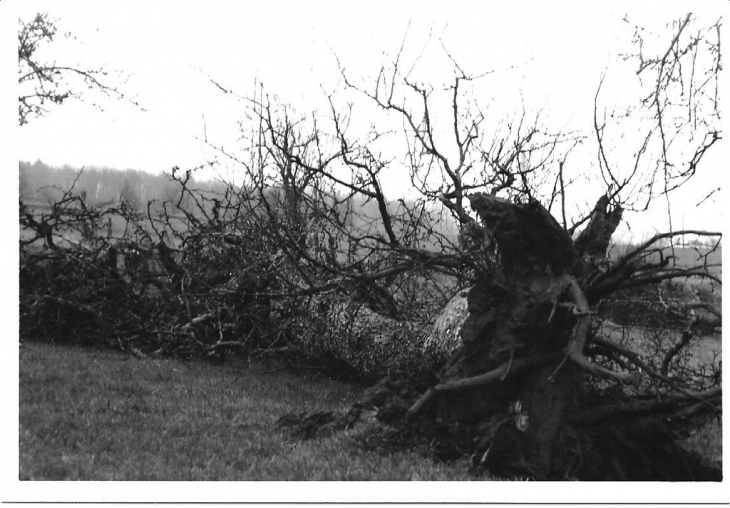 Un chêne après la tempête de 1999 - Montbron