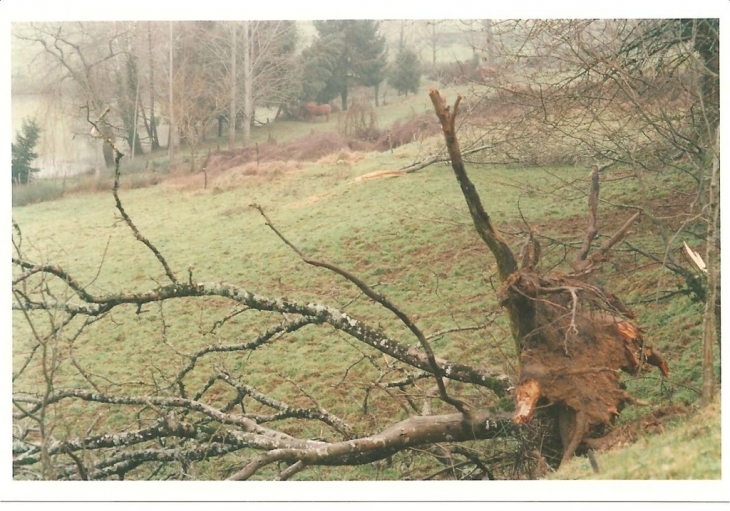 ¨Sous bois après la tempête de 1999 - Montbron