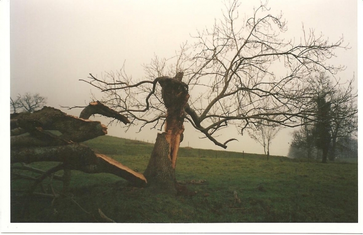 Un frêne après la tempête de 1999 - Montbron