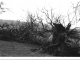 Photo suivante de Montbron Un chêne après la tempête de 1999