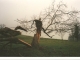 Photo suivante de Montbron Un frêne après la tempête de 1999