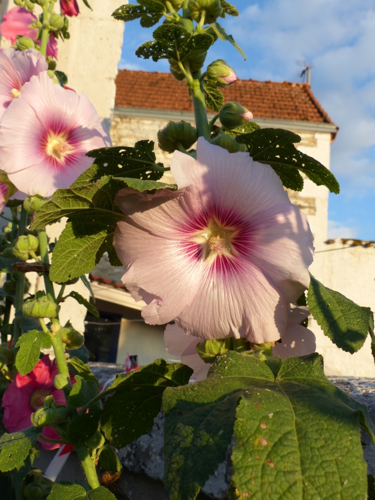 Les roses trémières - Montignac-Charente