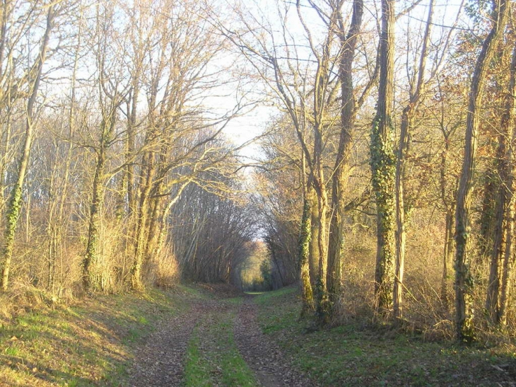 Bois de Baugé - Mauzé-Thouarsais