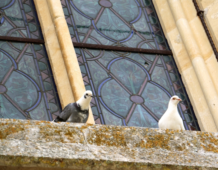 Les-pigeons-de-l-eglise-Saint Vincent. - Sansais