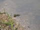 Photo suivante de Vançais La grenouille verte de la mare.