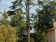 Un arbre remarquable dans le parc du chateau , parmis de nombreux  à découvrir 