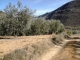 Chemin au milieu des oliviers