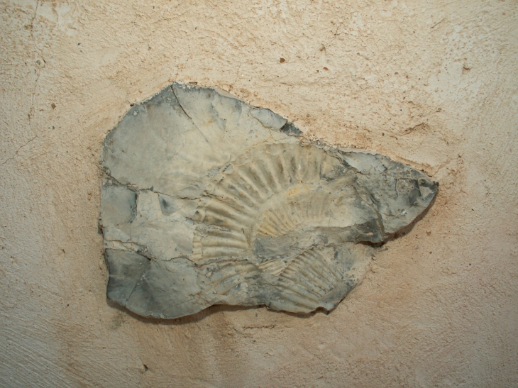 Fossile trouvé au Caire - Le Caire
