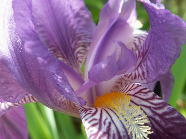 Iris bleus du Caire - Le Caire
