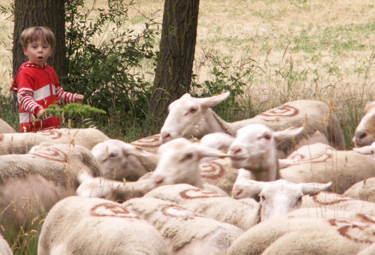 Le Caire : village d'élevage du mouton.