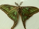 Papillon Isabelle de France rarissime spécimen trouvé au village du Caire
