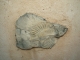 Photo suivante de Le Caire Fossile trouvé au Caire