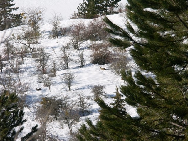 Chevreuils dans la neige - Le Castellard-Melan