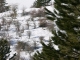 Chevreuils dans la neige