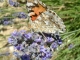 Photo précédente de Le Castellard-Melan Lavandin et papillon