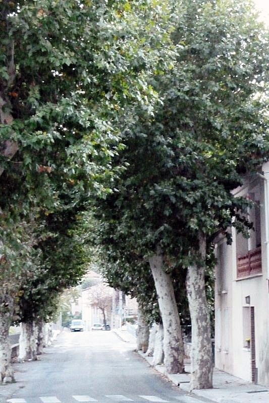 Rue bordée de platanes - Mézel