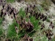 Photo suivante de Bairols curieuse plante guirlande ? 