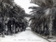 Photo suivante de Menton Allée des Palmiers, vers 1920 (carte postale ancienne).