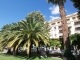 Palmiers d'un jardin public à Nice