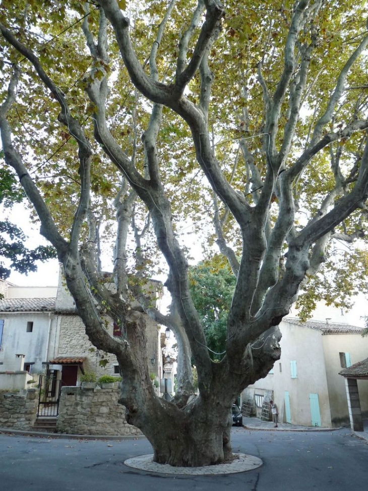 Le platane au centre du village - Aurons