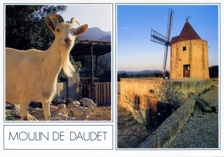 Le Moulin de Daudet - La Chèvre de M. Seguin (carte postale). - Fontvieille