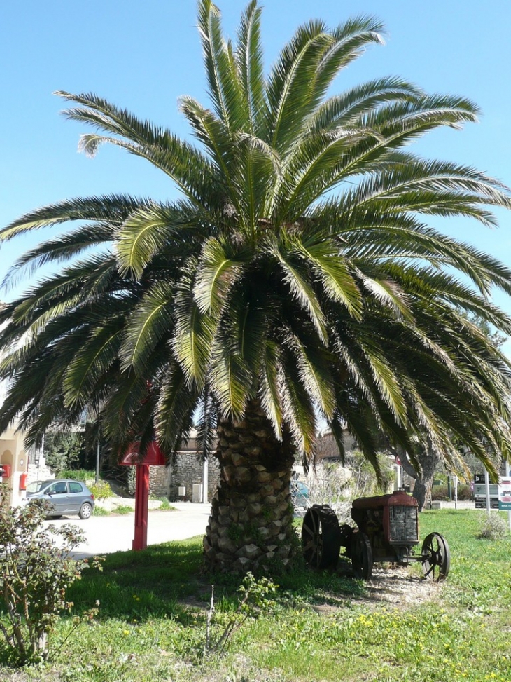 Palmier géant - Paradou