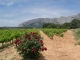 Vignoble au pied de la montagne Sainte-Victoire 