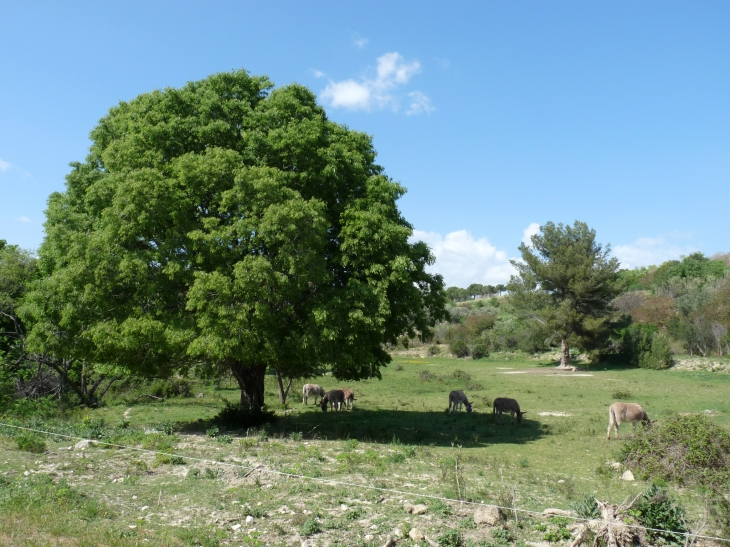 Les ânes de la Poudrerie - Saint-Chamas