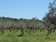 ile-de-porquerolles oliviers
