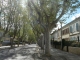 Photo précédente de La Môle une rue bordée de platanes