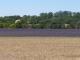 Photo suivante de Les Salles-sur-Verdon champs de lavande