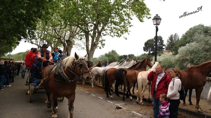La féte du cheval a Bedarrides - Bédarrides