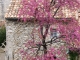 Photo suivante de Vaison-la-Romaine Ville haute, arbre de Judée