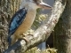 Villars Les Dombes. Parc des oiseaux. Martin-chasseur à ailes bleues. 