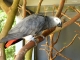 Villars Les Dombes. Parc des oiseaux. Perroquet gris du Gabon.