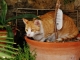 Photo suivante de Francillon-sur-Roubion chat du village