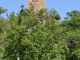 Le clocher du village