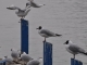 Les oiseaux du Lac d'Annecy