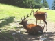 Les Houches. Cerfs Sika. 