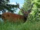 Les Houches. Cerf Sika. 